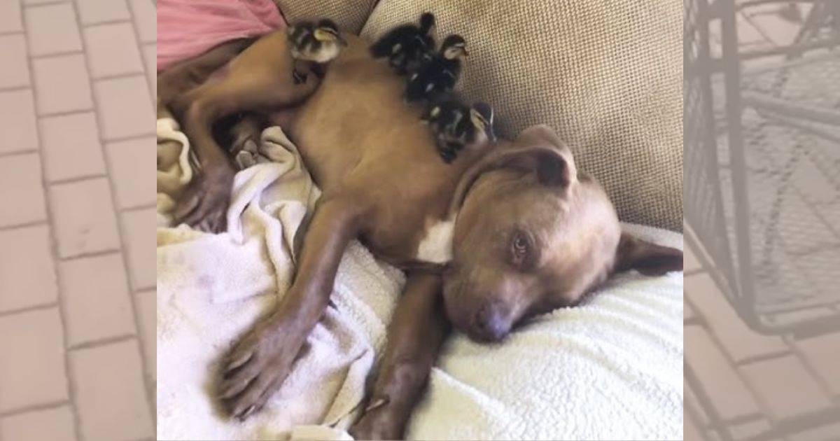 Shelter Pitbull Described As Aggressive Lets Ducklings Climb And Sleep All Over Him