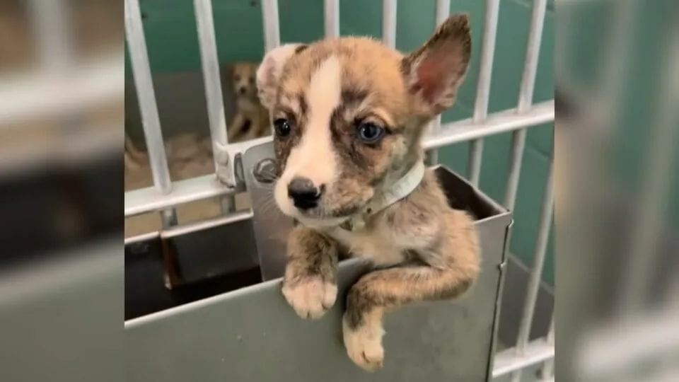 Tiny Hero Pup Climbs Out Of Kennel To Save His Siblings From Euthanasia