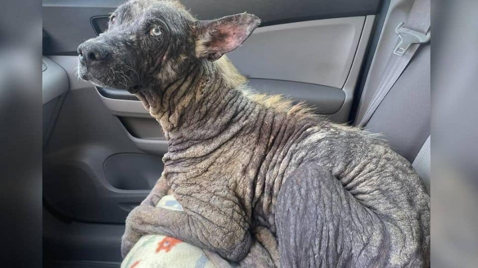 Stray Dog Who Turned To ‘Stone’ Transforms Into A Fluffy Husky In Weeks