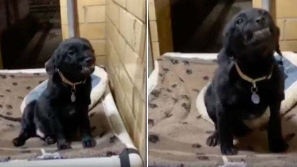 The Shelter Puppy Who Smiled His Way Into Everyone’s Heart