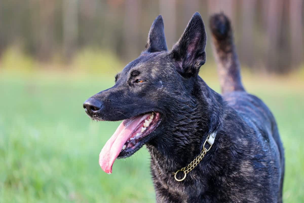 Retired Police Dog Kona Left Behind After Years of Loyal Service