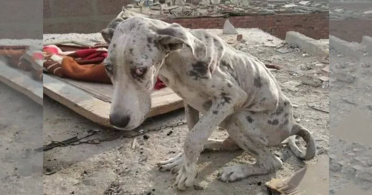 Starving Great Dane Forced To Eat Stones for Survival Until a Kind Family Rescue Him