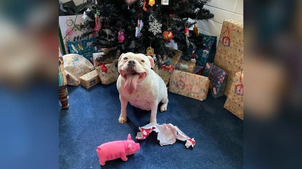 The Naughty But Adorable Dog Who Found Her Hidden Christmas Present