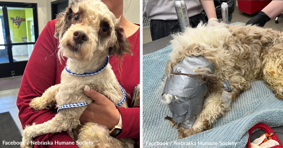 Small Dog Found Bound in Tape Inside Dumpster Sparks Outrage in Omaha