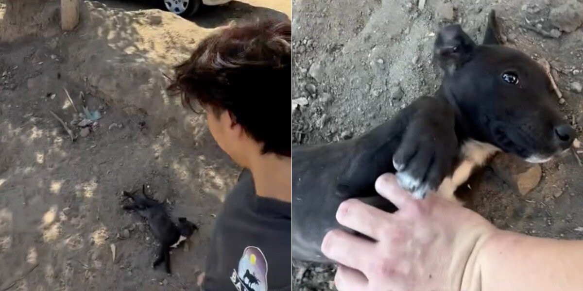 A Tiny Black Puppy Changed Everything When He Wagged His Tail at the Tijuana Dump
