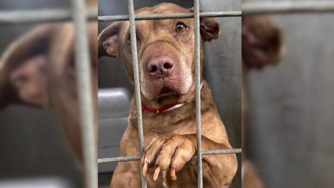 An Affectionate Shelter Dog Who Was Put On A Euthanasia List Gets His Miracle