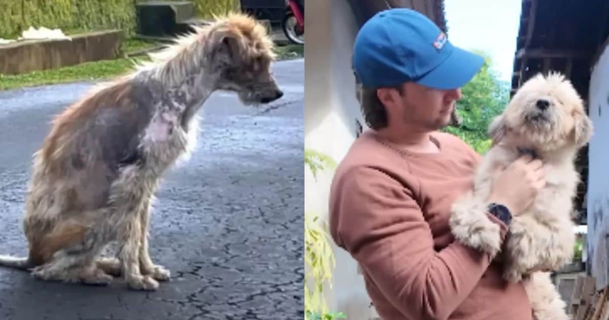 Rescue Transformation: Underweight Stray Becomes Adorable Fluffball in Just Weeks