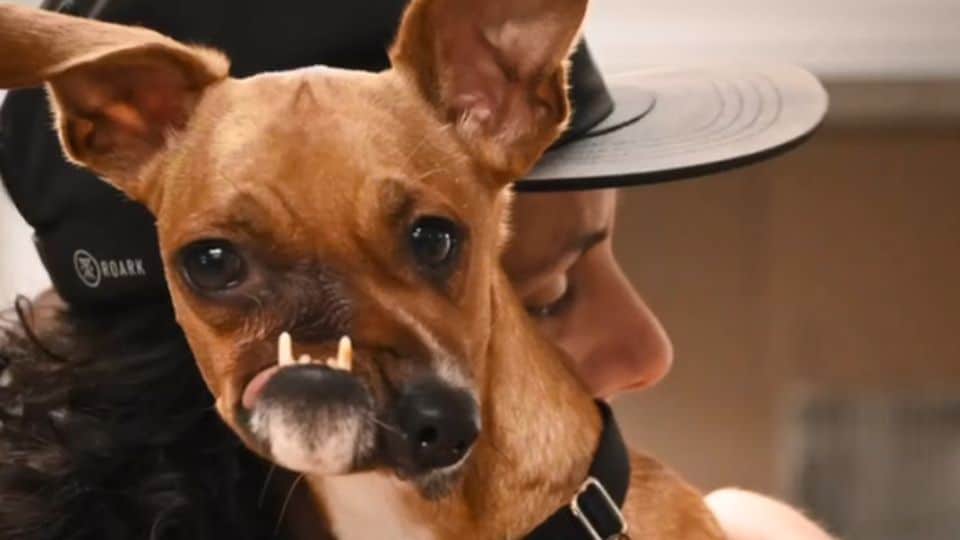 The Dog No One Understood Just Wanted To Be Loved