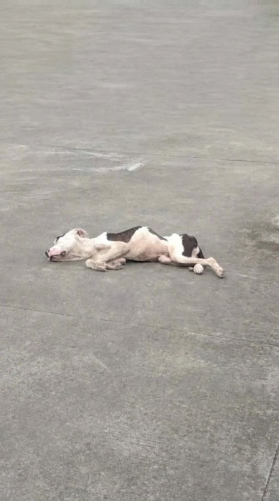 He Couldn’t Stand Anymore — And Lay Waiting for Someone to Notice