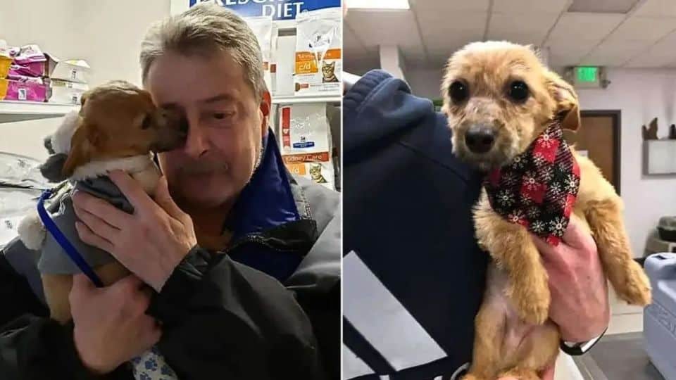 Puppy Thrown Off Bridge With Taped Muzzle Is Rescued—Then Reunites With His Hero