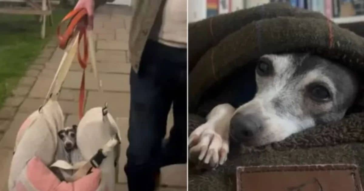 Dog Who Spent 6 Years In A Cage Finds Freedom And Happiness In Her New Life