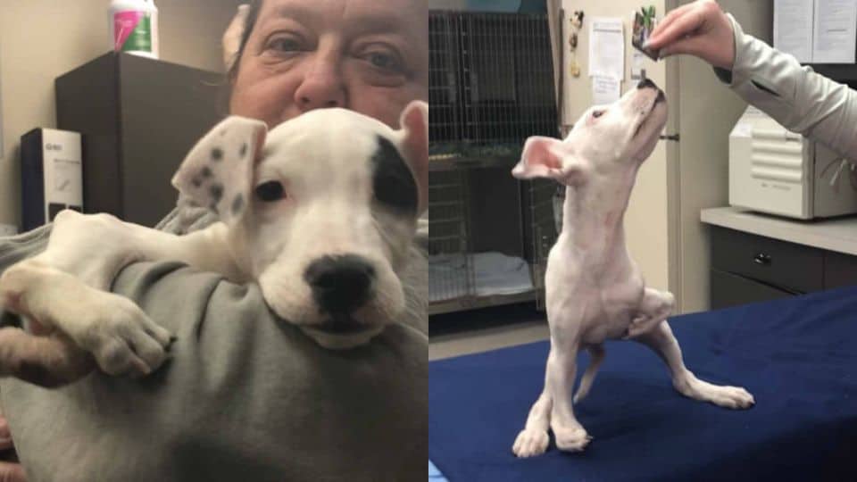 Smallest Puppy In Her Litter Finds Love After Being Born With An Extra Paw