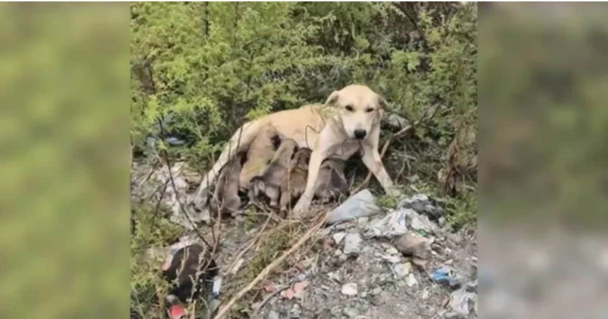 Rescuer Finds Heartbreaking Scene of Abandoned Dog With Her Puppies