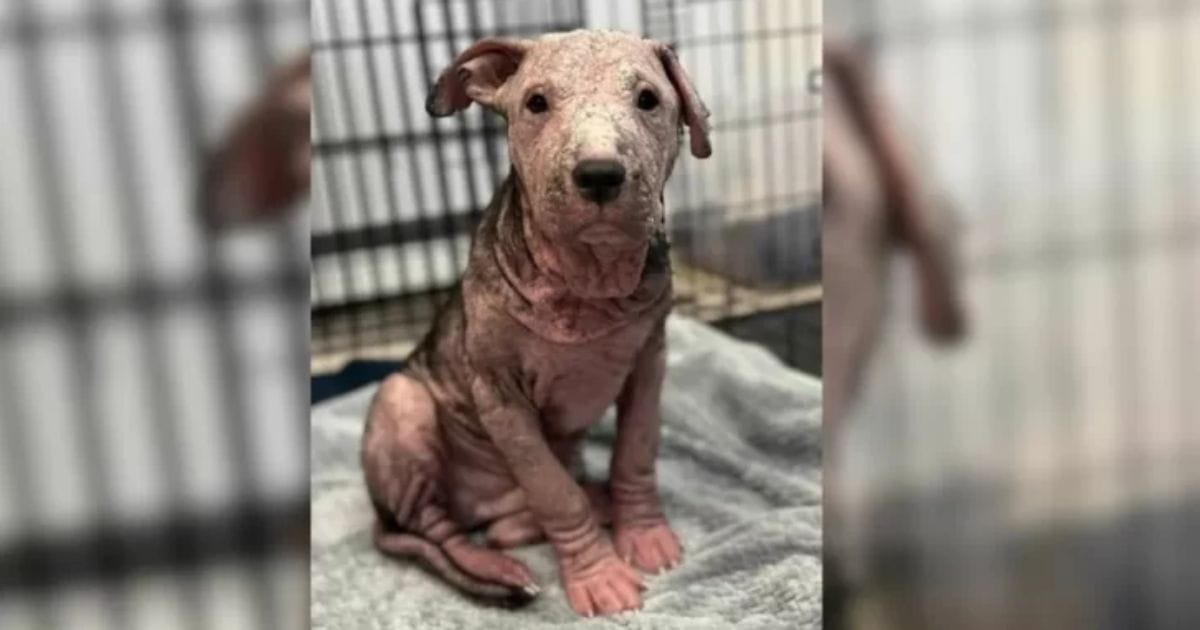 Miraculous Transformation: Pup Saved from Euthanasia Thrives After Mange Treatment