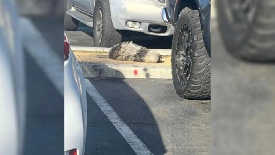 Rescuers Refuse To Give Up On Frightened Parking Lot Dog Until He’s Finally Safe