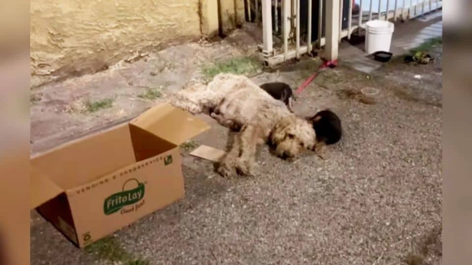 Rescued Poodle Mom and Puppies Find Hope After Alley Abandonment