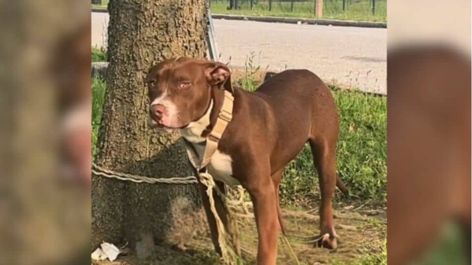 Missouri Residents Find Abandoned Dog Tied To A Tree and Instantly Step In to Help