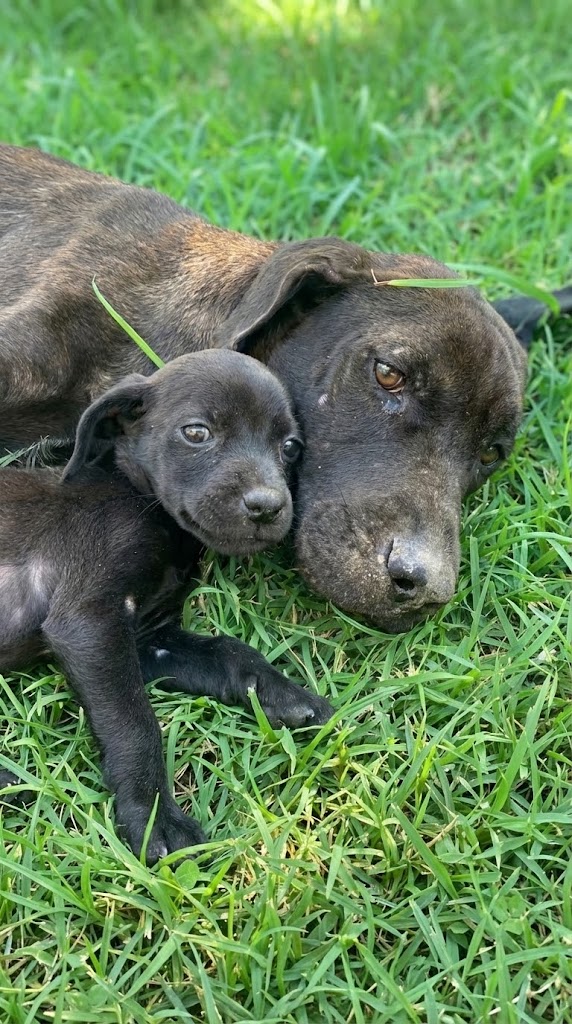 She Gave Everything to Keep Her Puppies Alive — And Compassion Gave Her a Second Chance