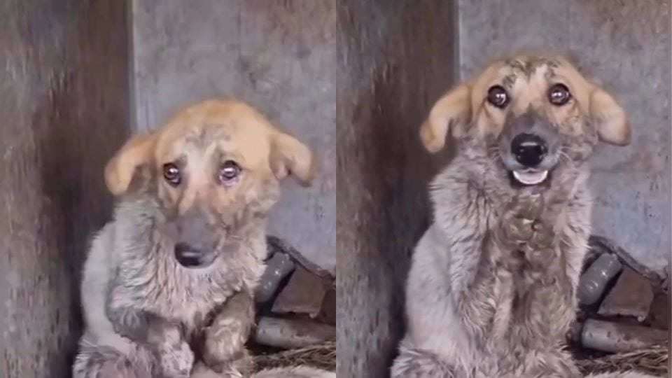 Stray Dog Sits Alone and Begs With His Paws for Someone to Love Him