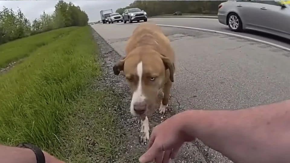 Brave Ohio Trooper Rescues Terrified Pup Standing Alone in Traffic