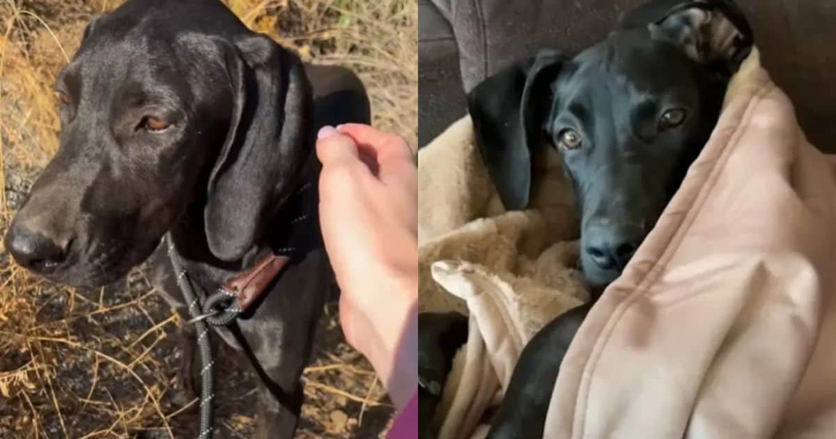 Cyclist Rescued Scared Dog Hiding in the Bushes, Giving Him The Best Life He Deserves