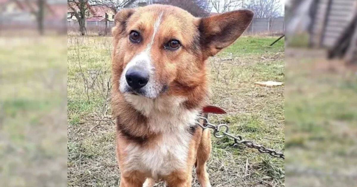 Rescuers Were Heartbroken When They Learned the Painful Truth About This Stray Dog’s Life