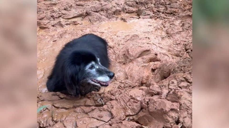 Couple Finds Their Missing Senior Dog in a Heart-Stopping Rescue