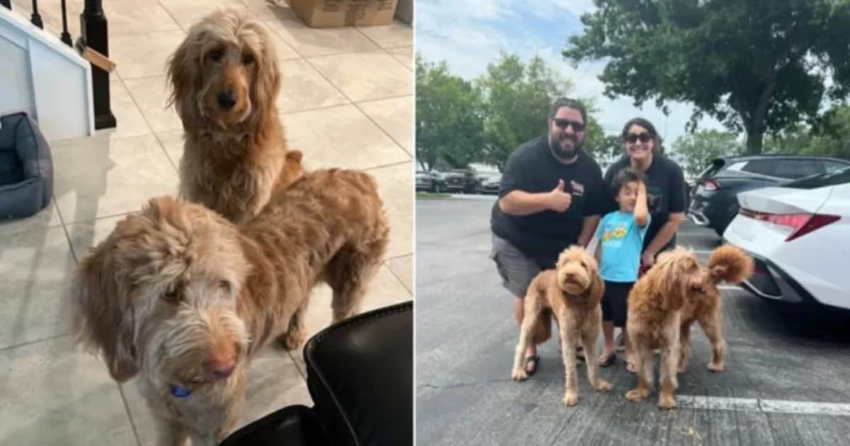 Caring Shelter Staff Help Heartbroken Dogs Feel The Love They Deserve