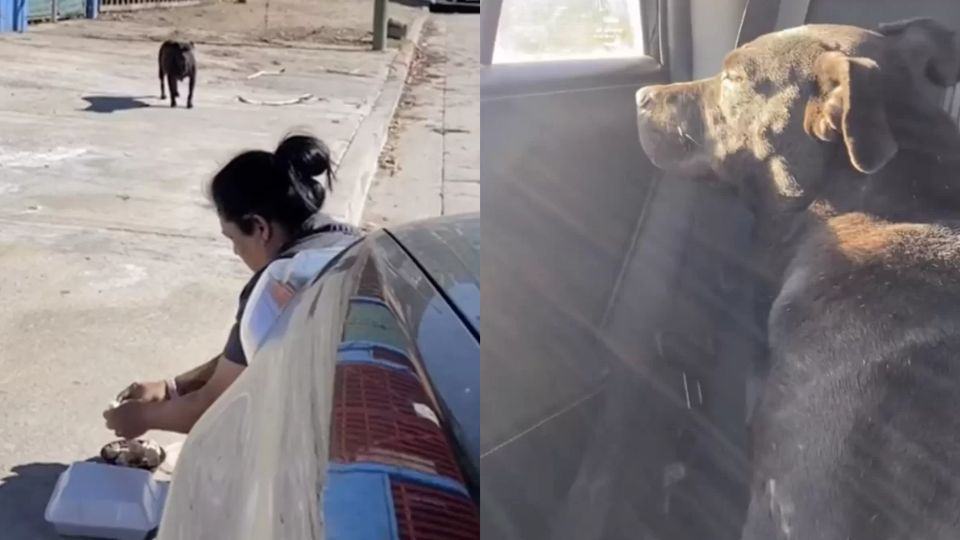 From Street Shadows to a Loving Home: Poppy’s Journey Begins