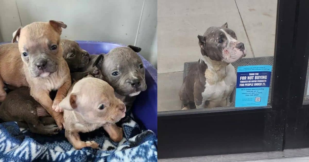 Desperate Mama Dog Seeks Help For Her Puppies At Store Entrance