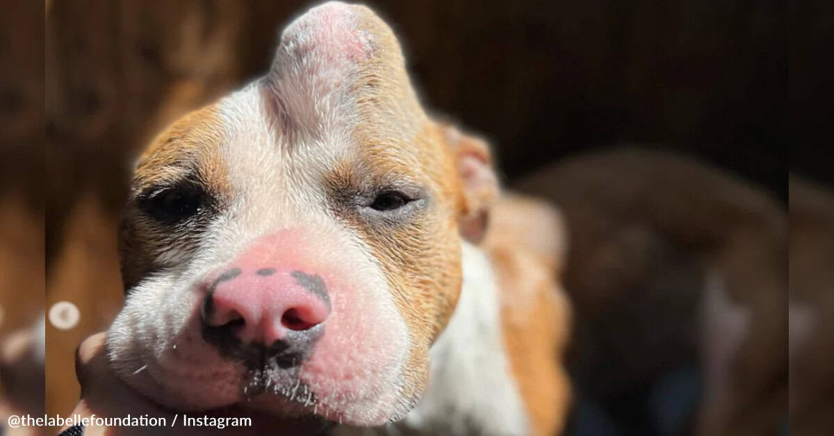 Young Pit Bull With Huge Head Lump Waited Alone For Someone To Care