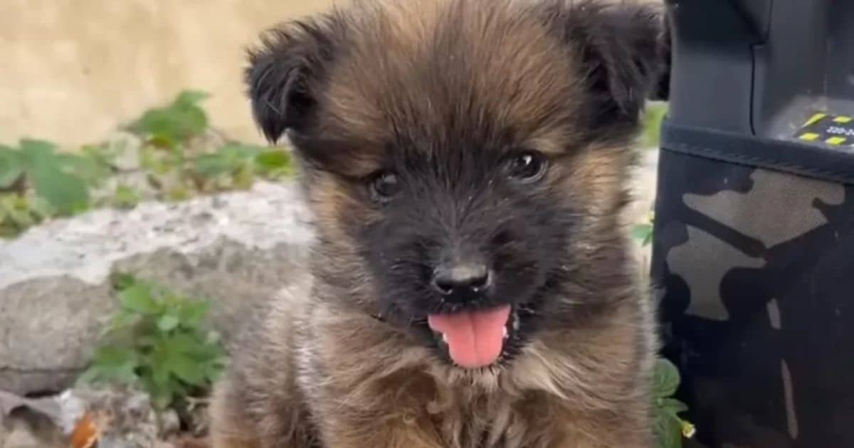 A New Companion: A Traveler’s Journey Takes an Emotional Turn with a Rescue Puppy