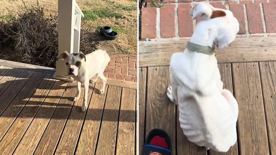 Heartbroken Puppy Shows Up on a Family’s Doorstep and Finds a Forever Home