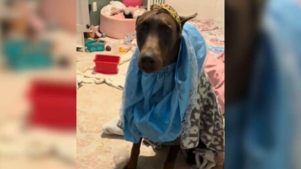 Texas Couple Left Their ‘Aggressive’ Dog With Their Child And Got A Beautiful Surprise