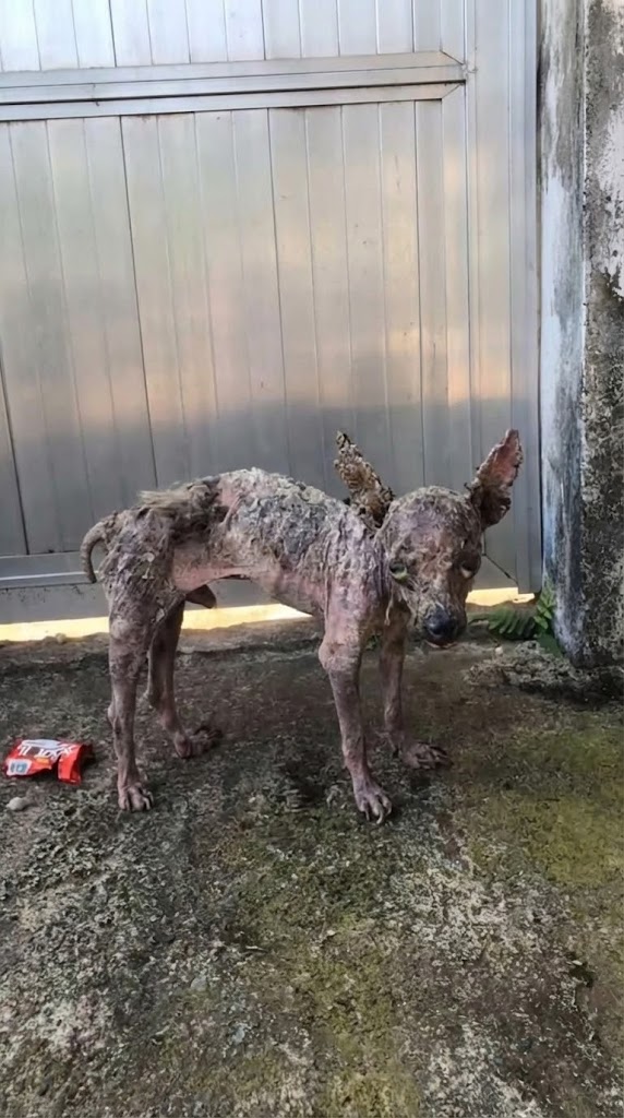 He Couldn’t Even Lift His Head — The Roadside Puppy Who Refused to Let Go of Life