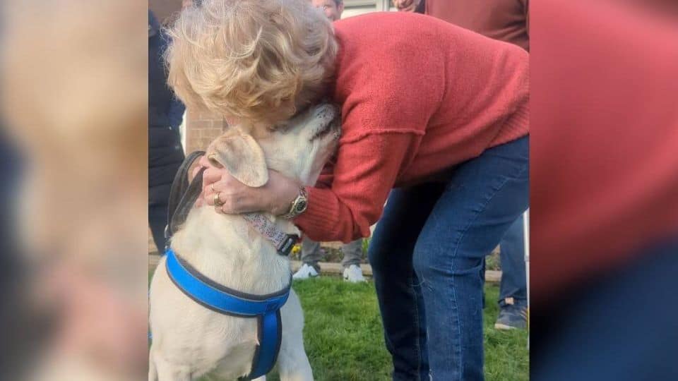A Missing Dog Vanished for Years Until One Call Changed Everything
