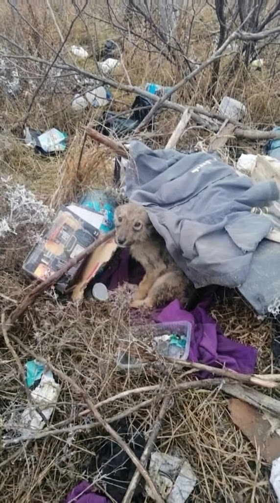 He Was Left Alone in an Open Field — And Too Weak to Follow His Family