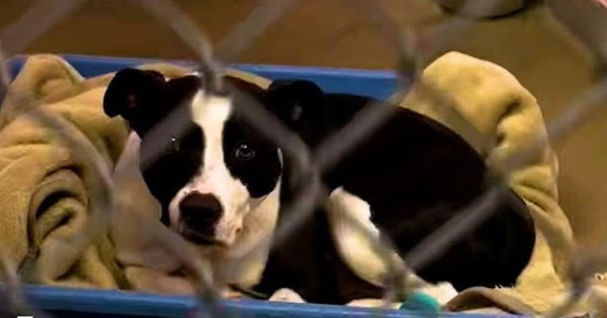 Heartbroken Pittie Waits Over 700 Days for a Forever Home