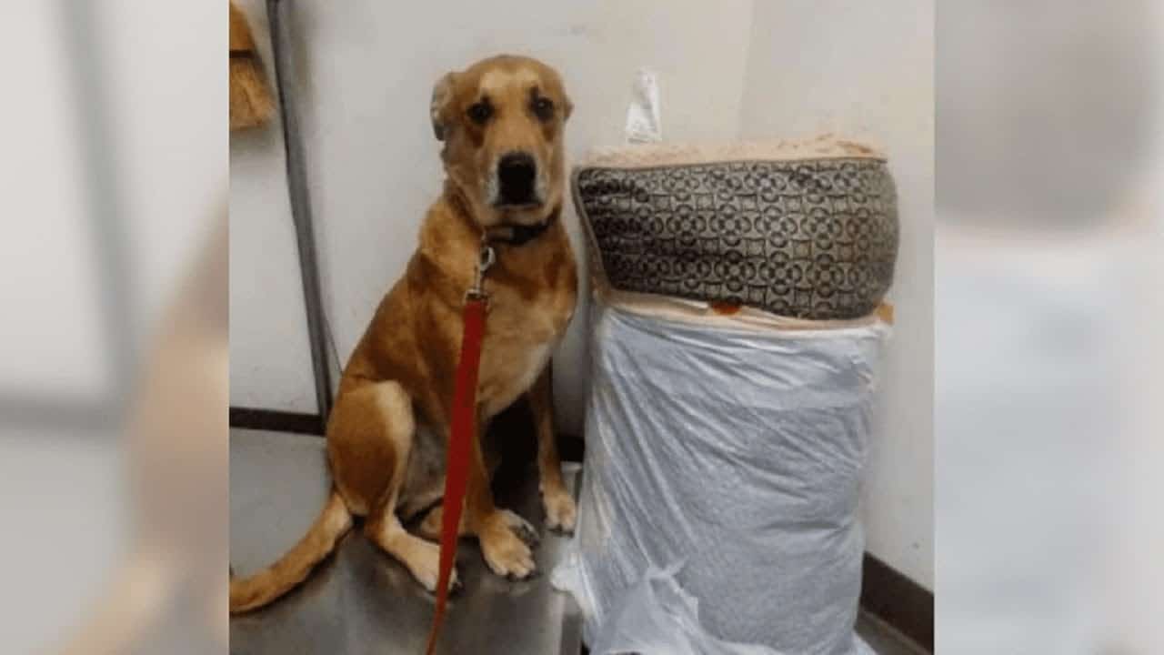 Dog Surrendered With His Bed And Toys Then Waited For Love