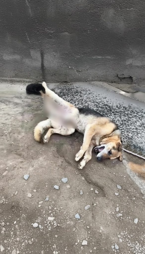 He Was Left Broken on the Road — But Refused to Let That Be His Ending