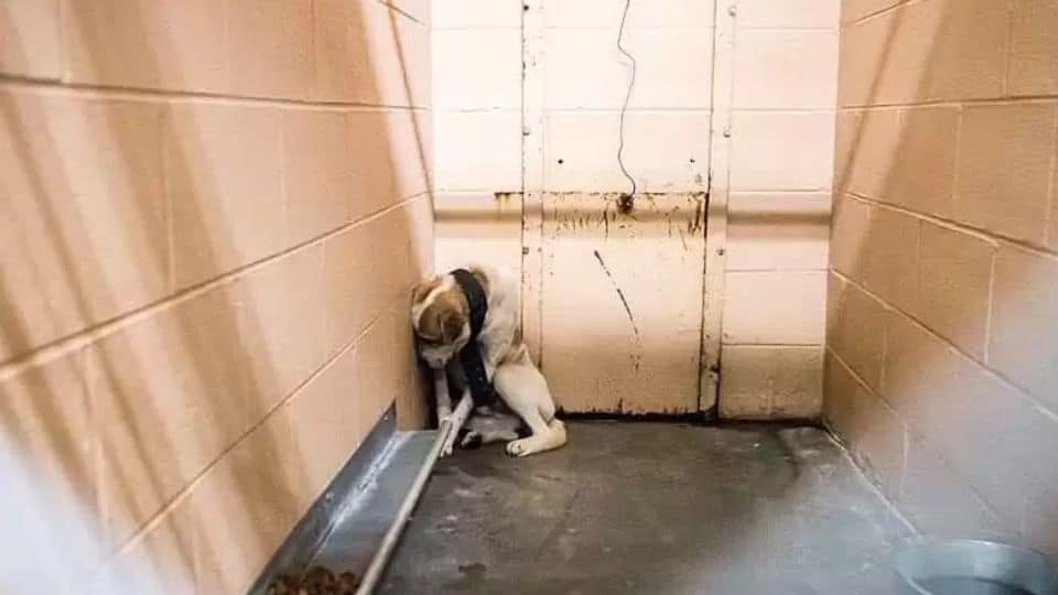 Dog Discovered Chained and Forgotten in the Woods Finally Gets a Second Chance