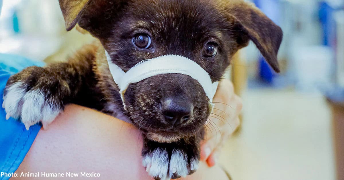 Tiny Puppy Levi Hit by Car Faces Pain No Baby Should Know