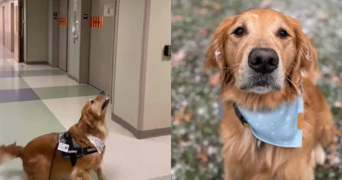 Golden Retriever’s Adorable Reaction To His Own Reflection Has Everyone Laughing