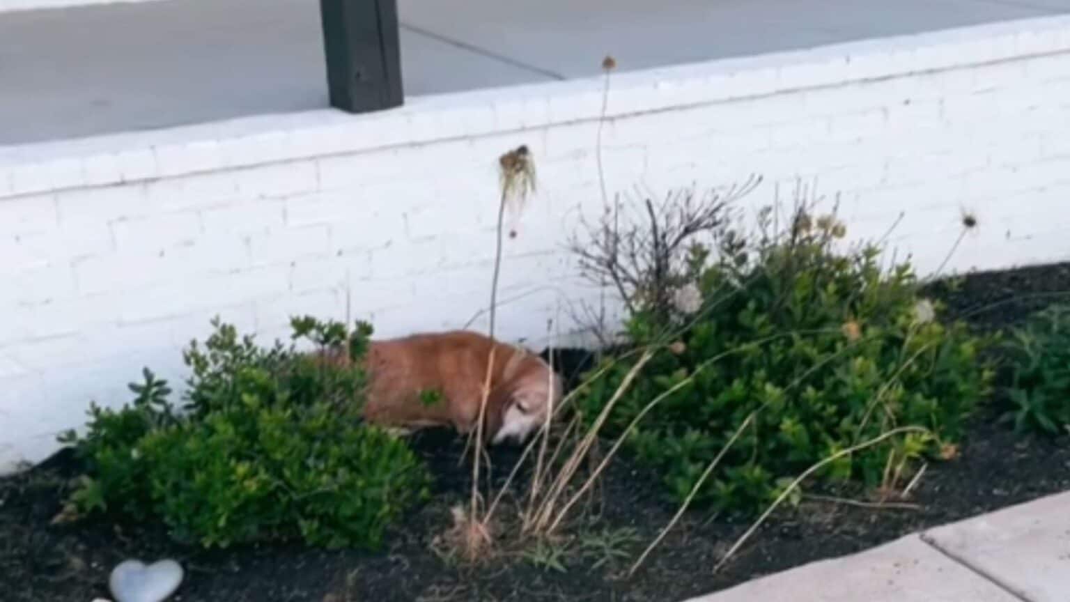 A Surprise Visitor at the New Home Brings Unexpected Joy