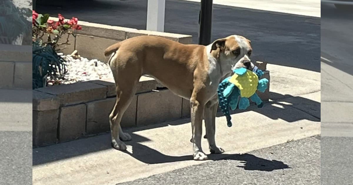 Timid Stray Dog’s Love for Toys Leads to a Heartwarming Rescue and New Beginning