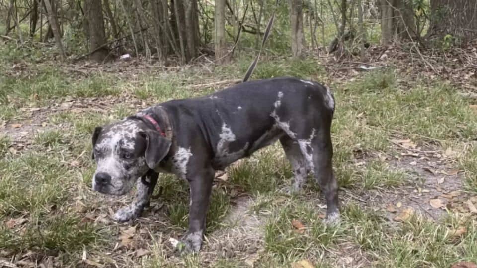 Chained and Forgotten Dog Was Found Behind a Cemetery Crying for Help