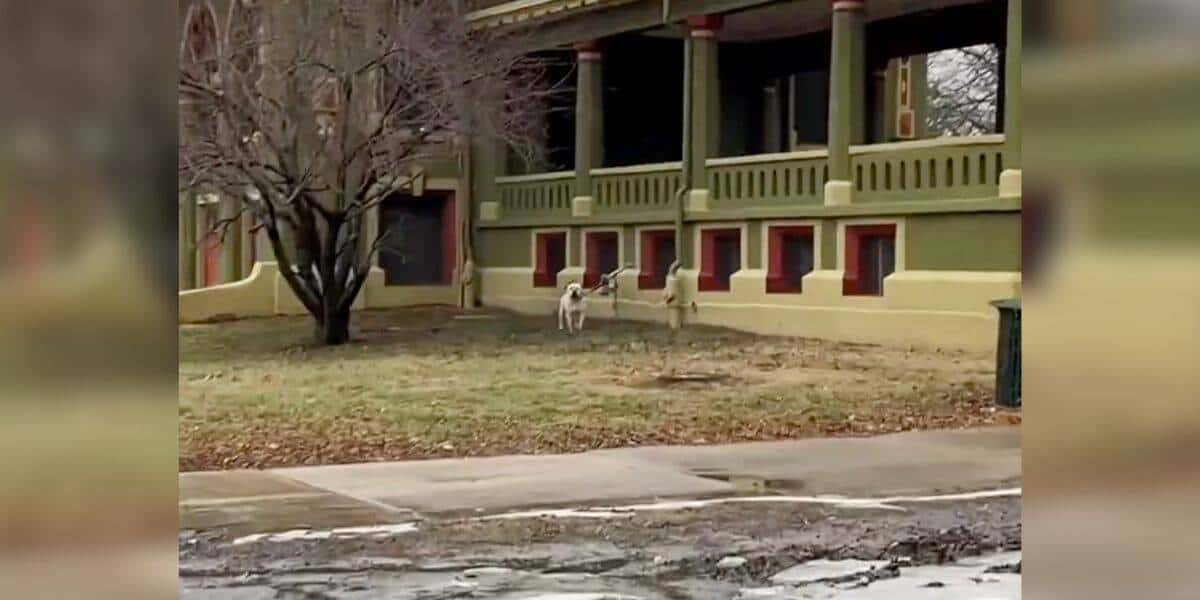 Woman Hears Crying In The Cold And Finds A Dog Who Still Believes In Love