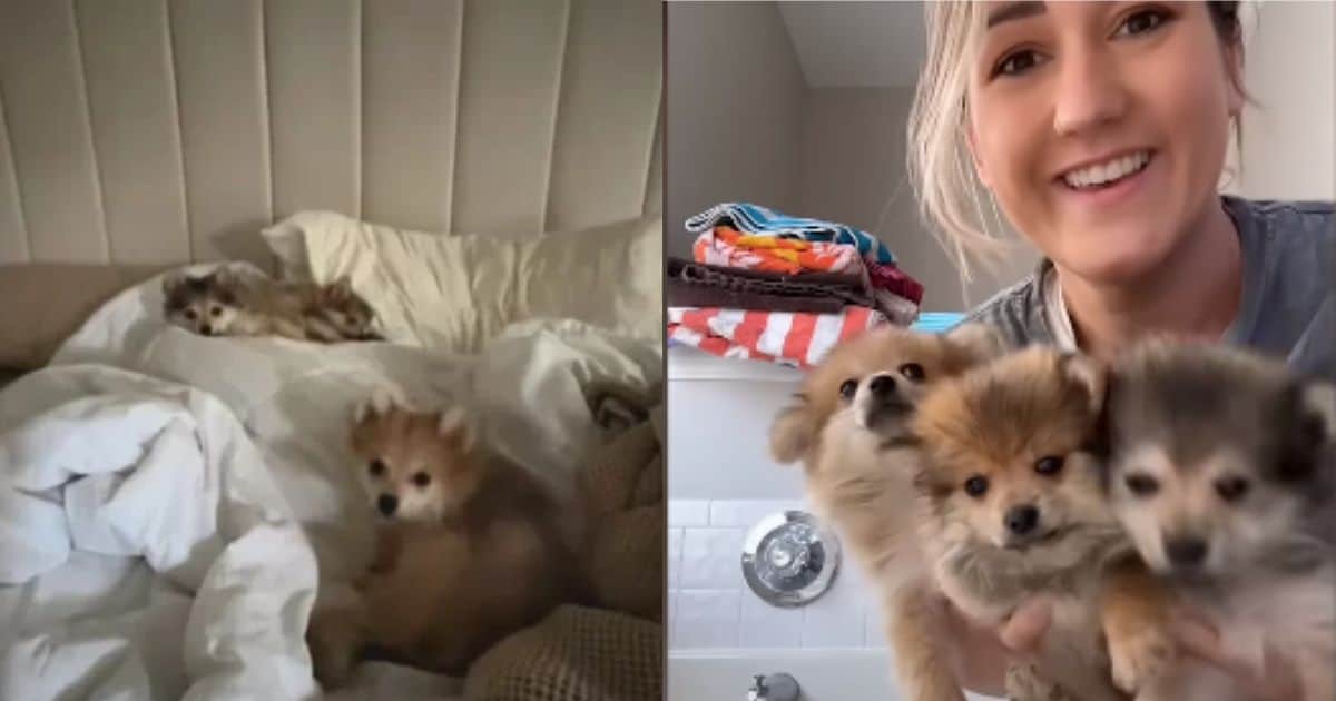 Woman Thought She Was Fostering One Puppy, But She Ended Up With Three Little Cuties