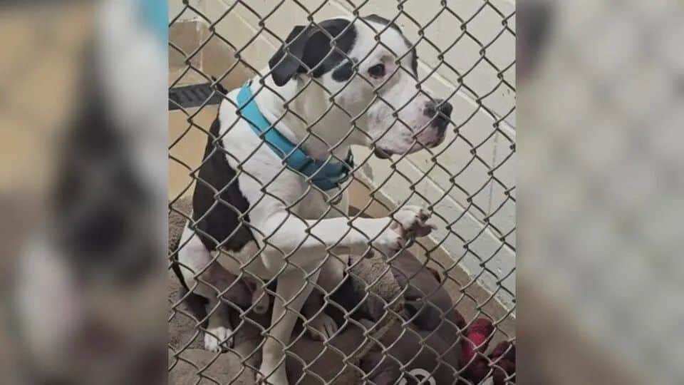 Gentle Dog Was Adopted, Returned, and Now Reaches Out His Paw for A Forever Home
