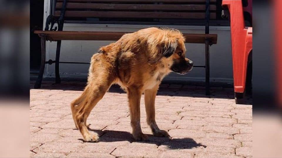 A Tiny Short Spine Puppy Facing Rejection Until Love Slowly Found Its Way
